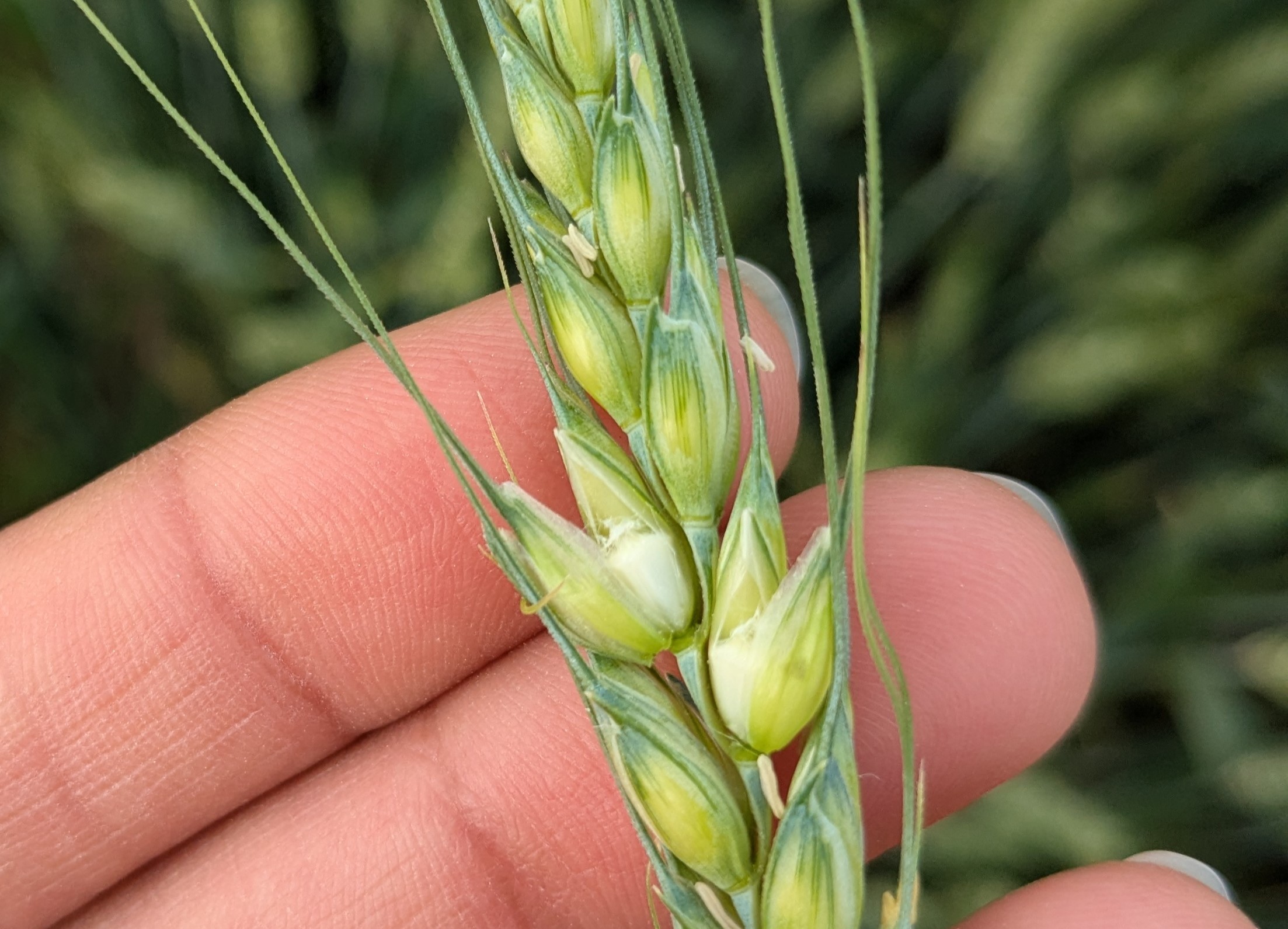 Closeup of the heat of a wheat plant.